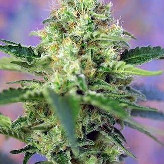 Crystal Candy (Sweet Seeds) Feminiserade