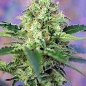 Crystal Candy (Sweet Seeds) Feminiserade