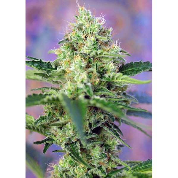 Crystal Candy (Sweet Seeds) Feminiserade