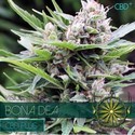 Bona Dea CBD (Vision Seeds) Feminiserade