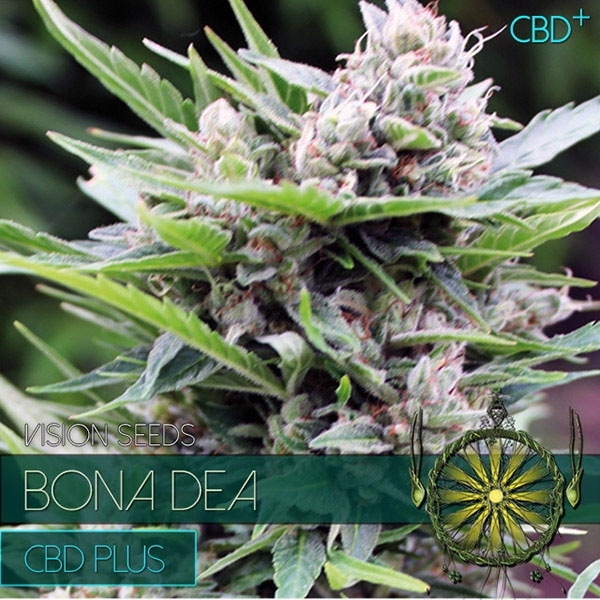 Bona Dea CBD (Vision Seeds) Feminiserade