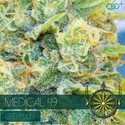 Medical 49 (Vision Seeds) Feminiserade