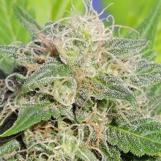 Super Auto Lemon Haze (Original Sensible) feminiserade