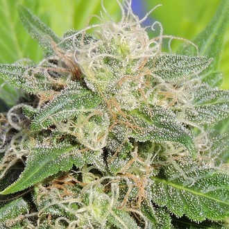 Super Auto Lemon Haze (Original Sensible) Feminiserade