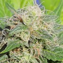 Super Auto Lemon Haze (Original Sensible) Feminiserade