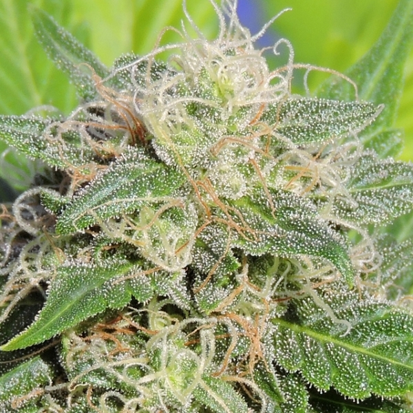 Super Auto Lemon Haze (Original Sensible) Feminiserade