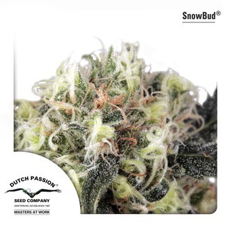Snow Bud (Dutch Passion) Feminiserade