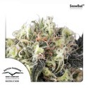 Snow Bud (Dutch Passion) Feminiserade