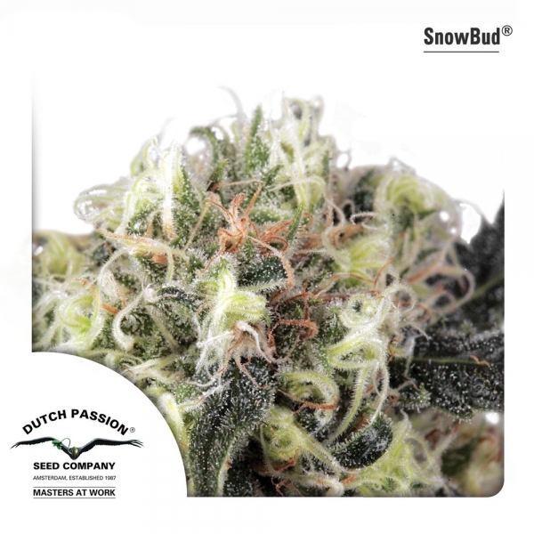Snow Bud (Dutch Passion) Feminiserade