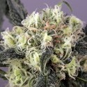 Snow Bud (Dutch Passion) Feminiserade
