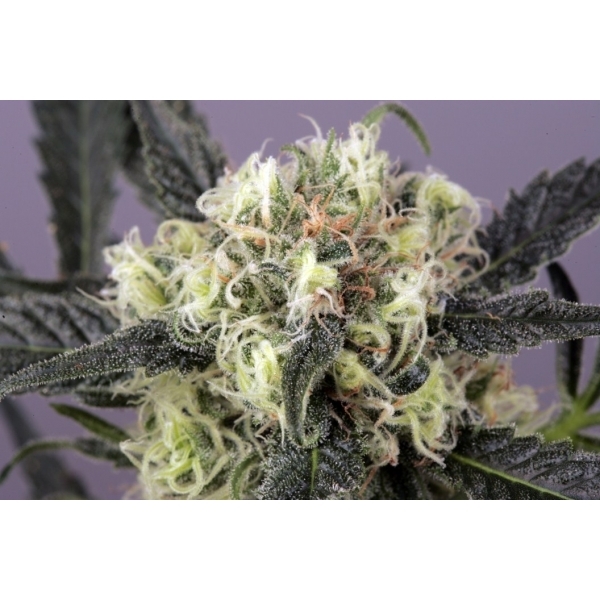 Snow Bud (Dutch Passion) Feminiserade