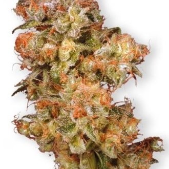 Snow Bud (Dutch Passion) Feminiserade