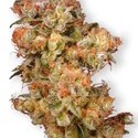 Snow Bud (Dutch Passion) Feminiserade