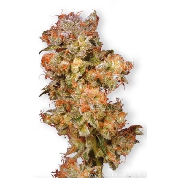 Snow Bud (Dutch Passion) Feminiserade