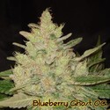 Blueberry Ghost OG (Original Sensible) Feminiserade