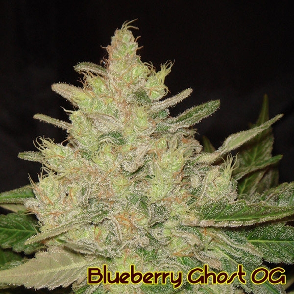 Blueberry Ghost OG (Original Sensible) Feminiserade