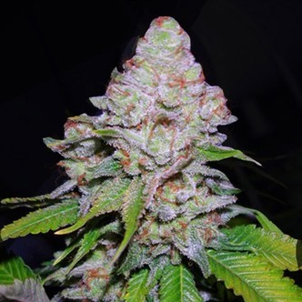 White Berry (VIP Seeds) feminiserade cannabisfr&ouml;n