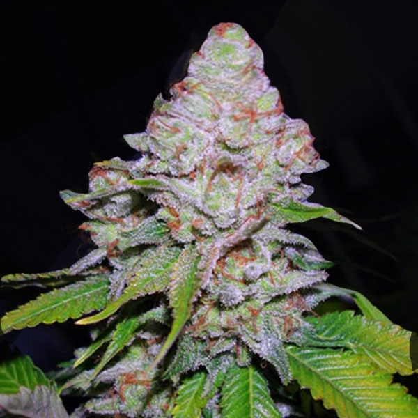 White Berry (VIP Seeds) Feminiserade
