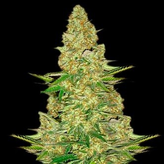 Power VIP (VIP Seeds) feminiserade