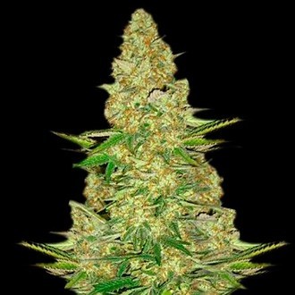 Power VIP (VIP Seeds) Feminiserade
