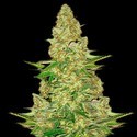 Power VIP (VIP Seeds) Feminiserade