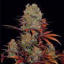 Landysh (VIP Seeds) Feminiserade