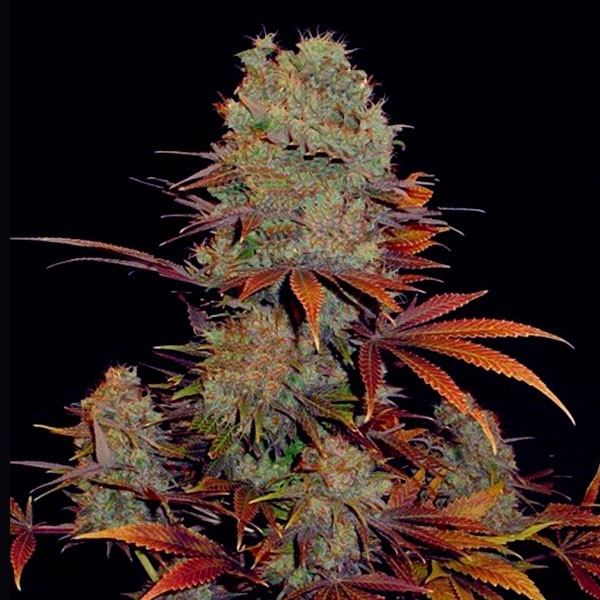 Landysh (VIP Seeds) Feminiserade