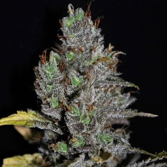 Viagrra (VIP Seeds) Feminiserade