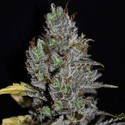 Viagrra (VIP Seeds) Feminiserade