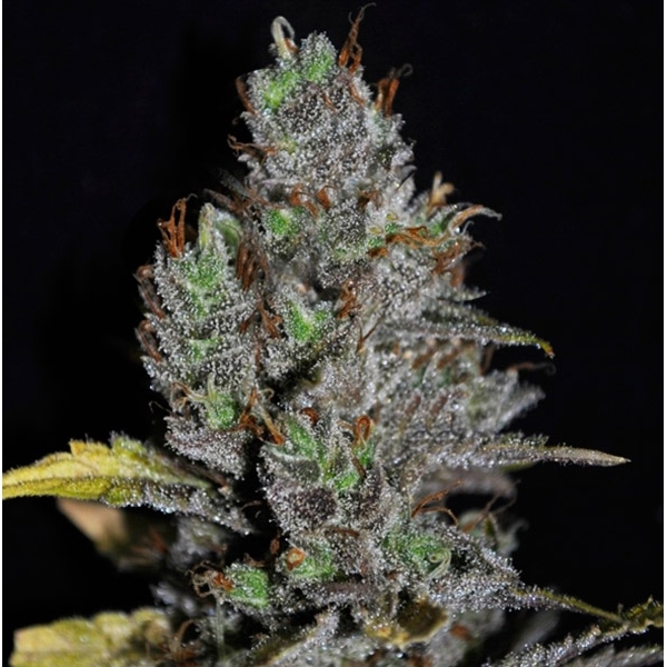 Viagrra (VIP Seeds) Feminiserade