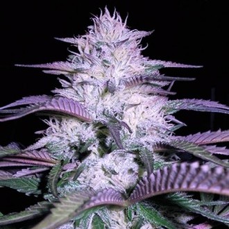 Currant Kush (VIP Seeds) Feminiserade
