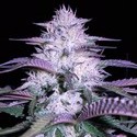Currant Kush (VIP Seeds) Feminiserade