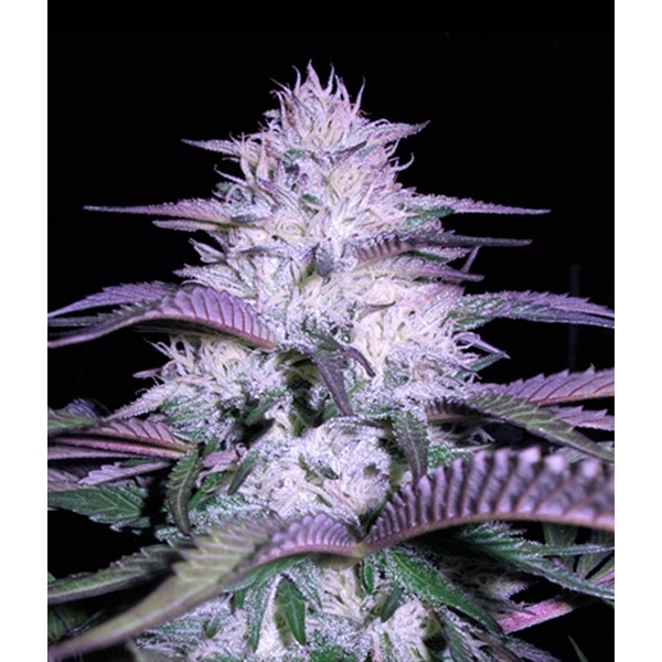 Currant Kush (VIP Seeds) Feminiserade