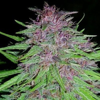 Erdpurt (ACE Seeds) feminiserade