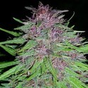 Erdpurt (ACE Seeds) Feminiserade