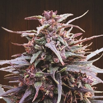 Purple Haze x Malawi (ACE Seeds) feminiserade