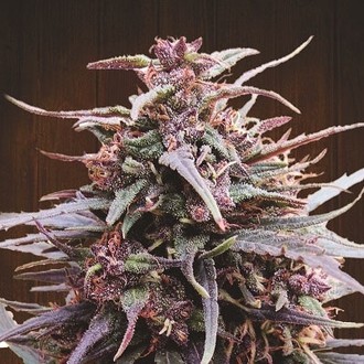 Purple Haze x Malawi (ACE Seeds) Feminiserade
