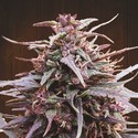 Purple Haze x Malawi (ACE Seeds) Feminiserade