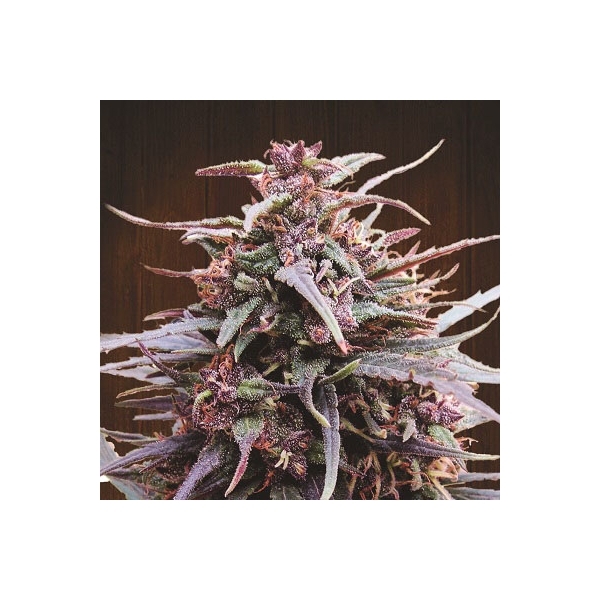 Purple Haze x Malawi (ACE Seeds) Feminiserade