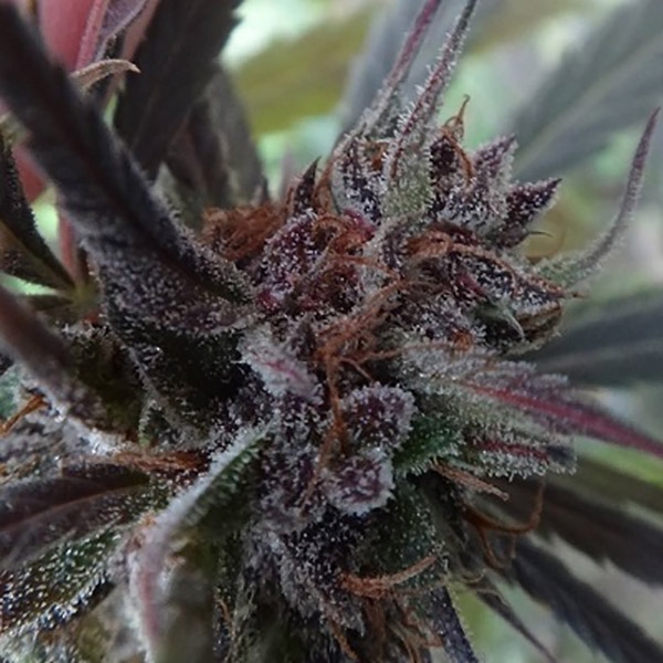 Haze x Kali China (ACE Seeds) Feminiserade