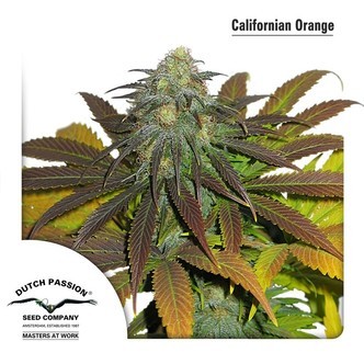 Californian Orange (Dutch Passion) feminiserade