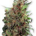 Californian Orange (Dutch Passion) Feminiserade