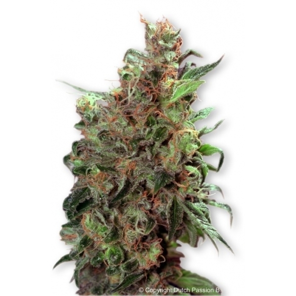 Californian Orange (Dutch Passion) Feminiserade
