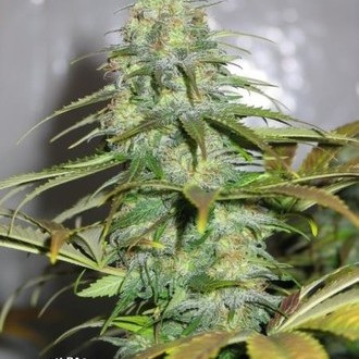 Californian Orange (Dutch Passion) Feminiserade
