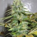 Californian Orange (Dutch Passion) Feminiserade