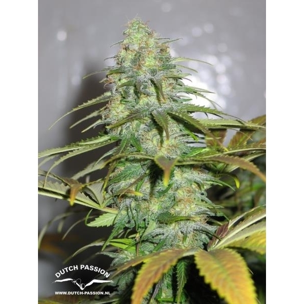 Californian Orange (Dutch Passion) Feminiserade