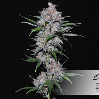 Californian Orange (Dutch Passion) Feminiserade