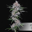 Californian Orange (Dutch Passion) Feminiserade
