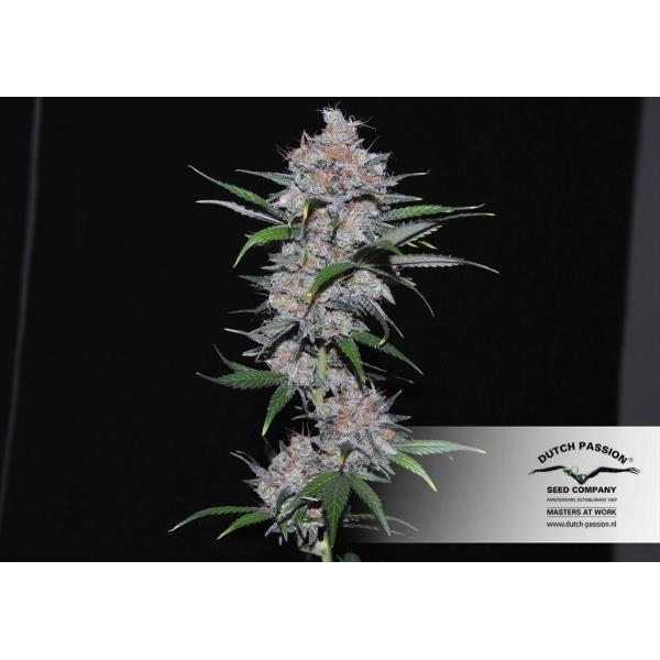 Californian Orange (Dutch Passion) Feminiserade