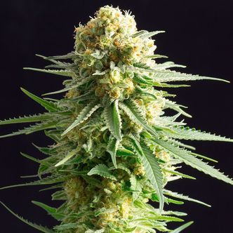 Kritikal-K (Kannabia) feminiserade cannabisfr&ouml;n